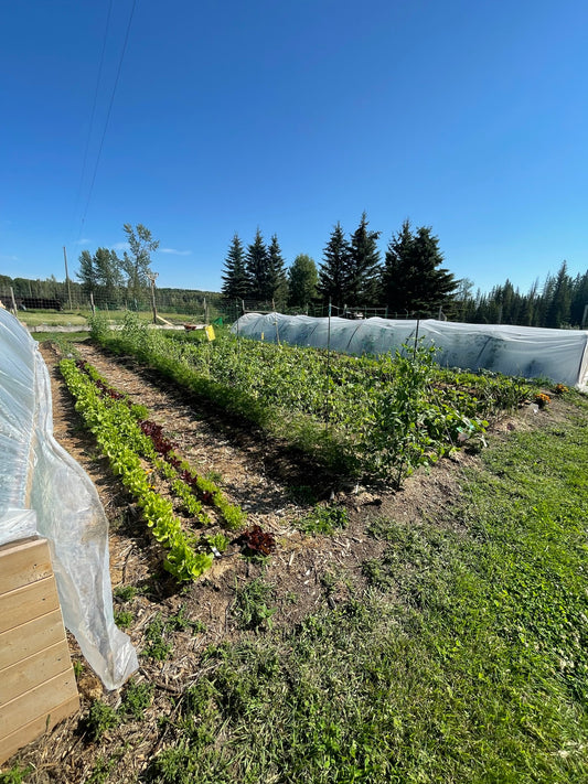 A picture of the Doug Gardens Farm Garden containing easy to grow vegetables like lettuce, peas, beats and carrots.
