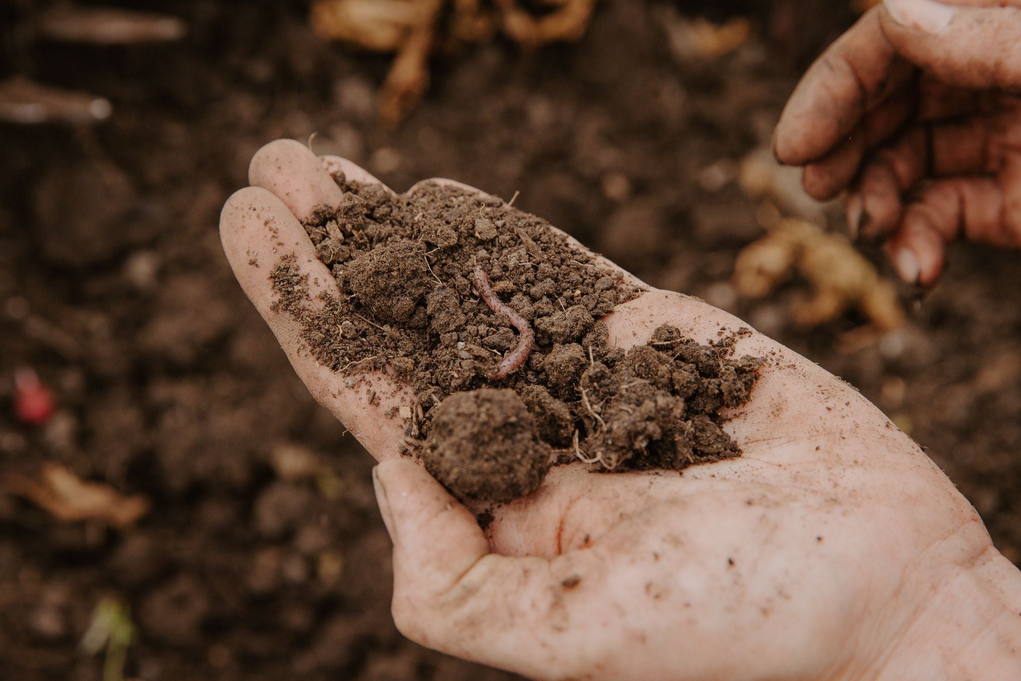 The Soil-First Garden: A Simple Guide to Growing Healthier, Stronger P ...