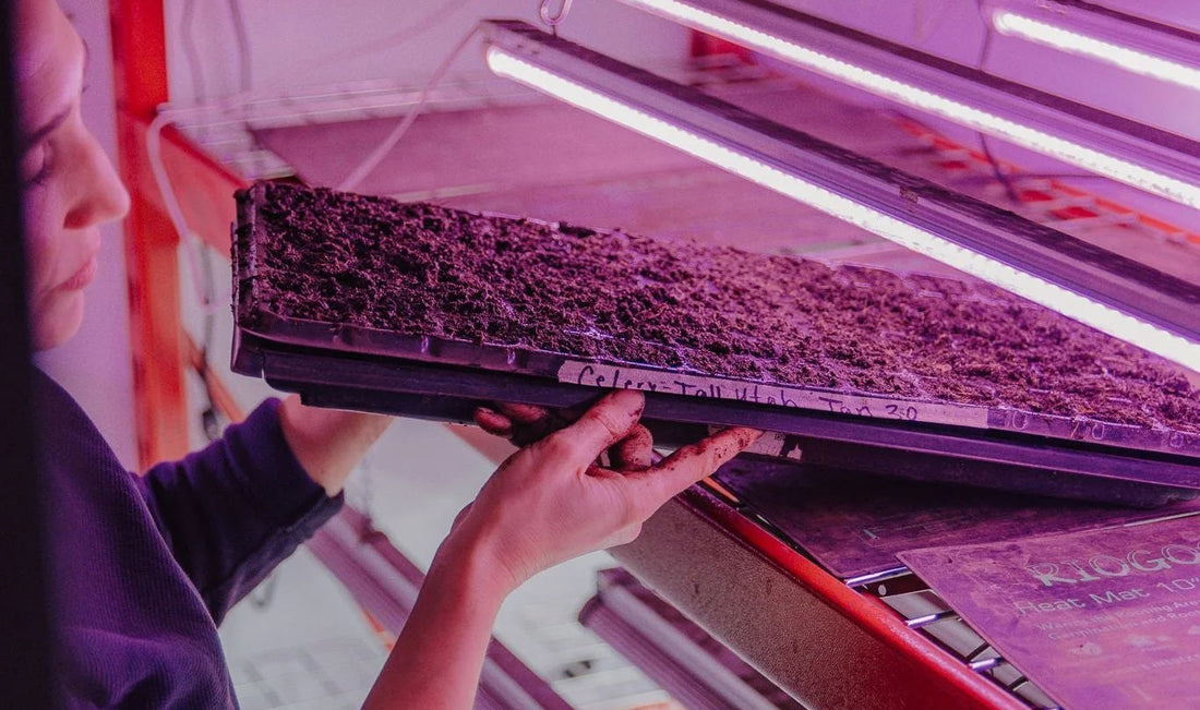 How to Start Seeds Indoors: A Simple Guide for Strong Seedlings
