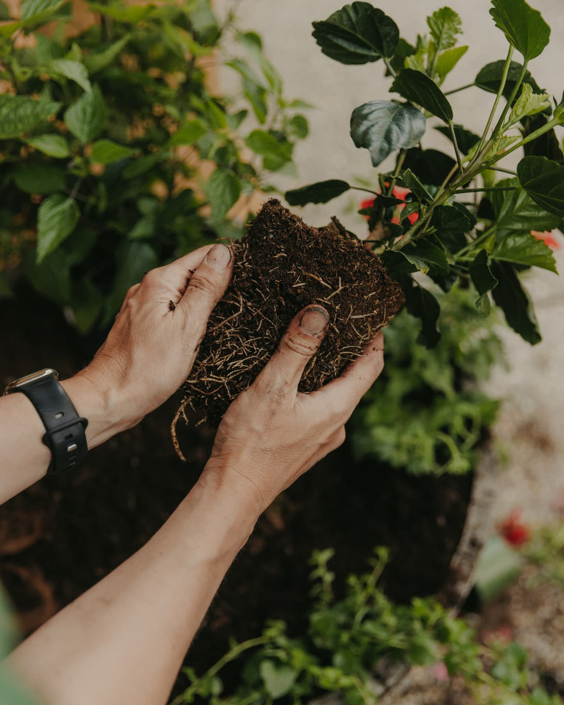 How To Plant Seedlings Without Killing Them