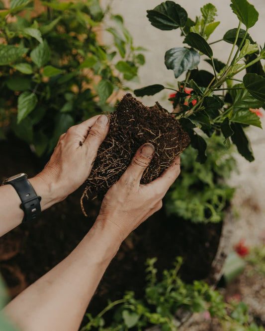 How To Plant Seedlings Without Killing Them